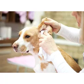 Pet Ear Wet Wipes