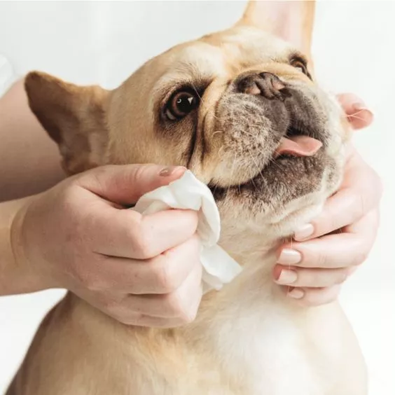 Pet Wipes for Dogs